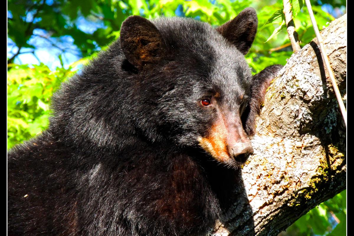 Photo of black bear face to shoulders next to tree trunk - background is woods on sunny day