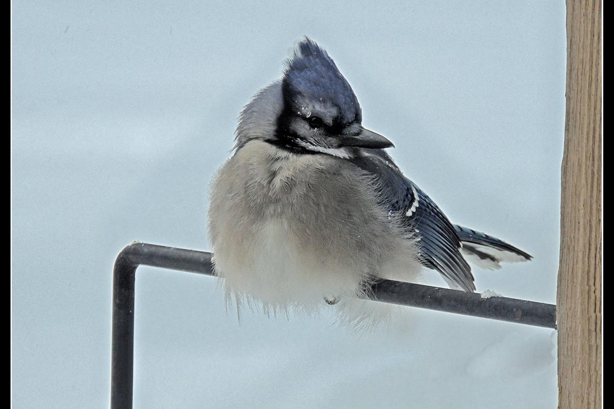 Close-up of Blue Jay perched on metal rod