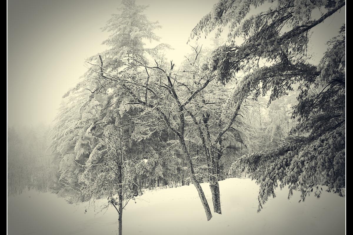Evergreen trees covered with snow