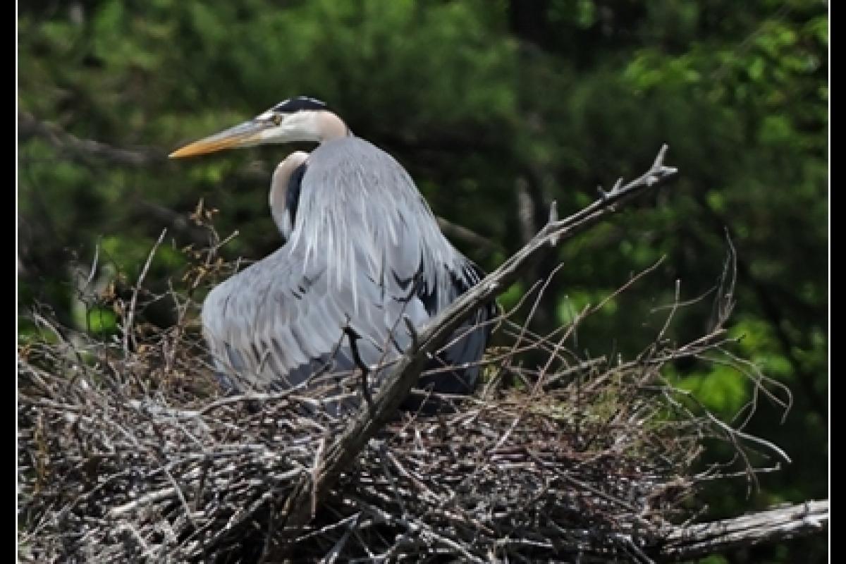 Photo of Blu Heron on nest