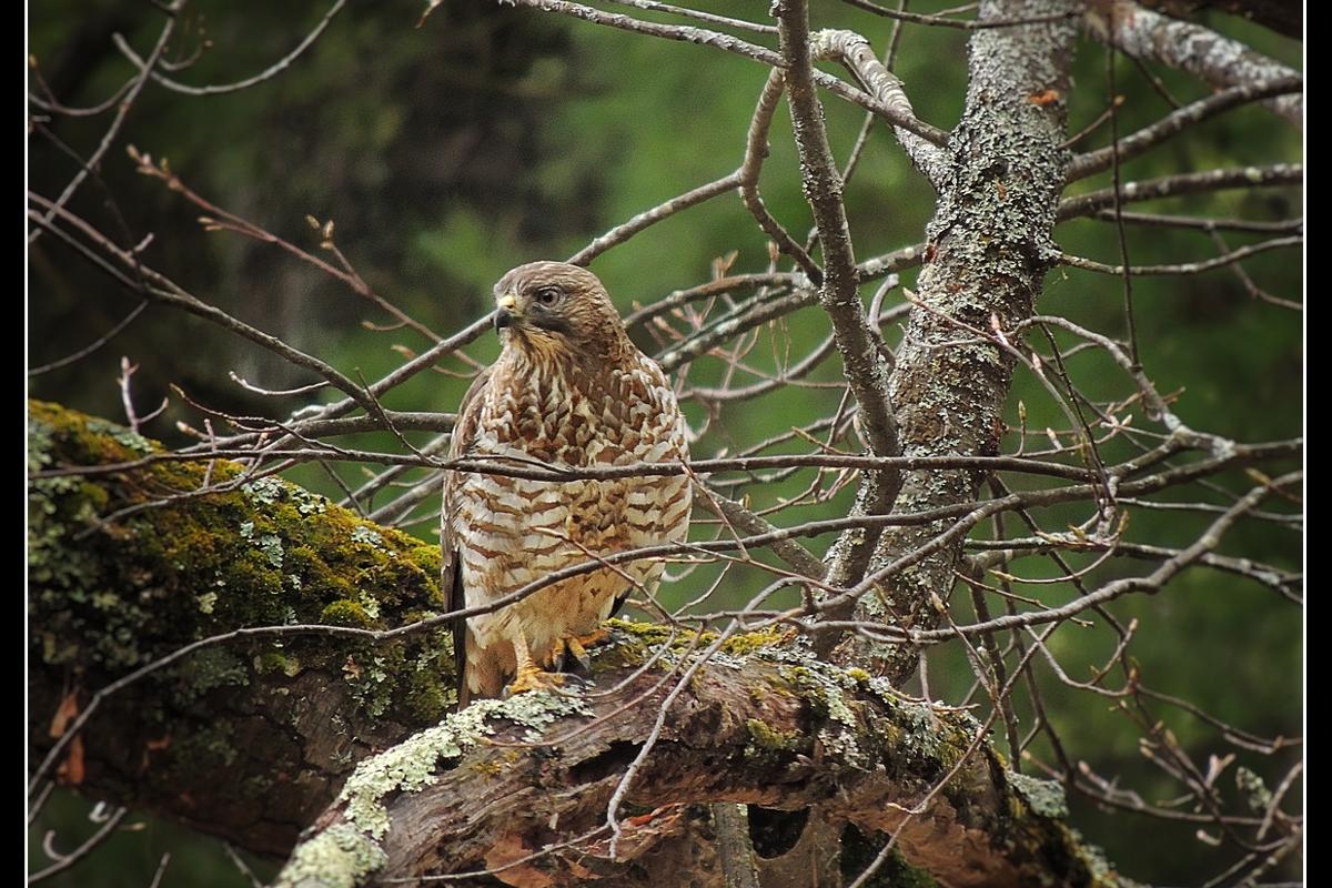 Red Tail Hawk perched on a rock in the woods