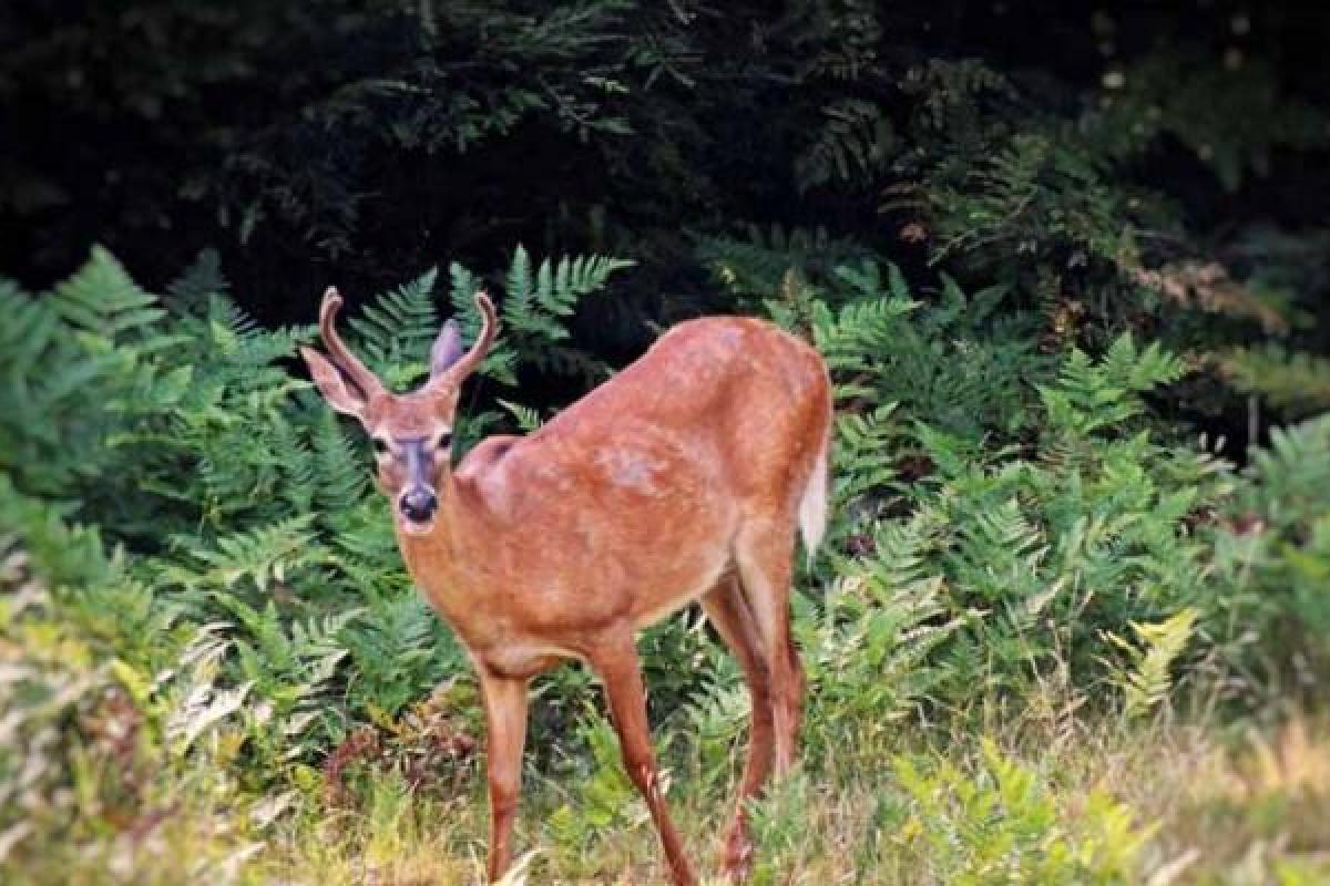 Head-on photo of buck in grassy area - background is large, wide area of ferns