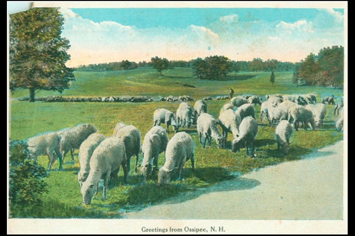 Old postcard showing sheep walking on grass along side of road with words "Greetings from Ossipee, New Hampshire"