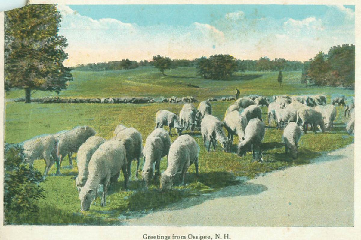 Sheep grazing in Ossipee